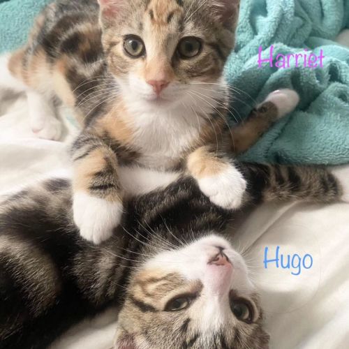 Hugo and Harriet