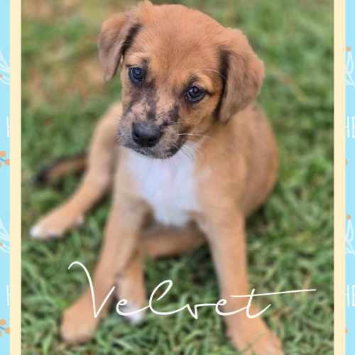 Velvet