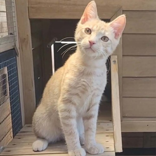 Apricot - Reduced Adoption Fee - $200