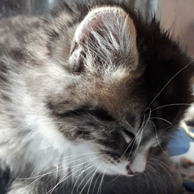 Photo of Jazz
