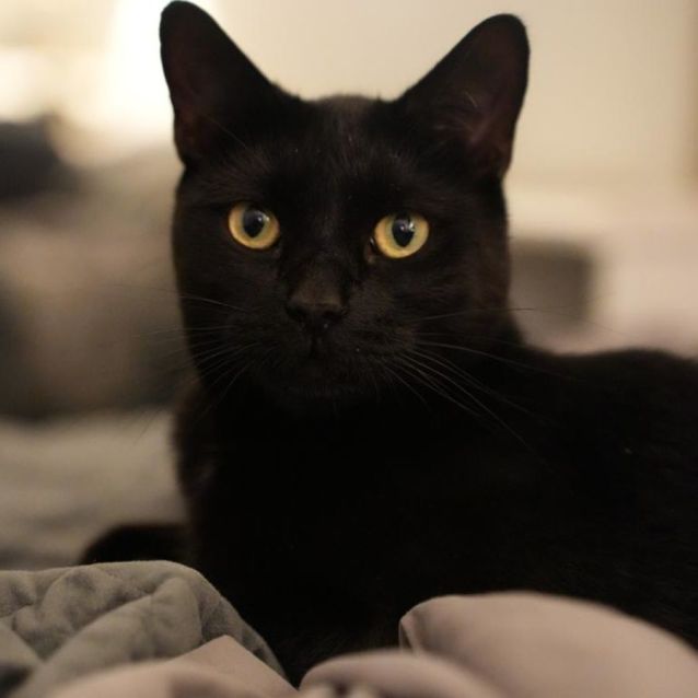 Photo of Noir