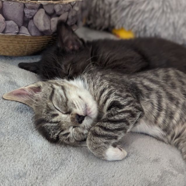 Photo of Jimmy James Hunt 