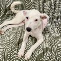 Photo of Lacy