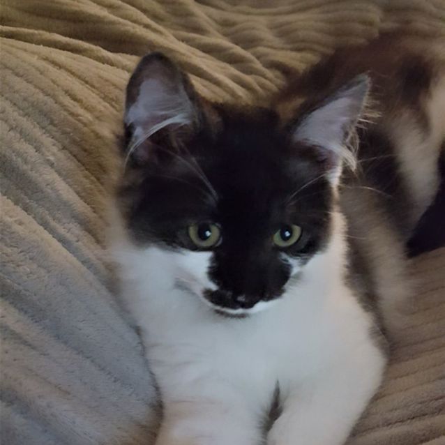 Photo of Remington ^Dandy Cat Rescue^