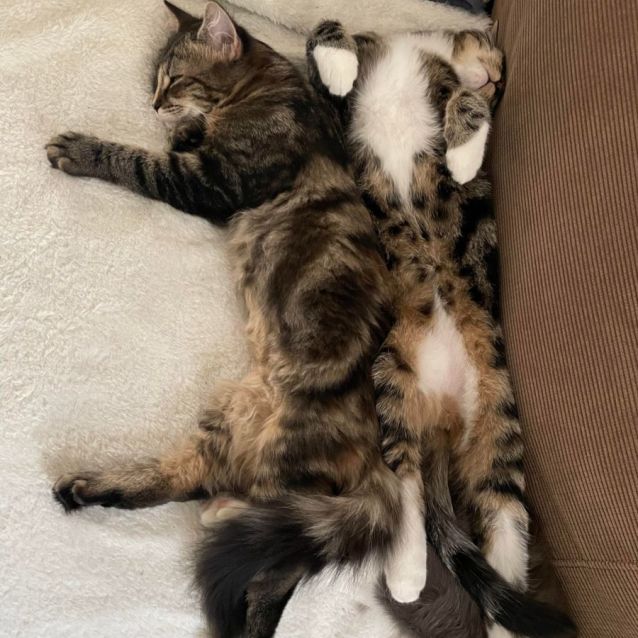 Photo of Storm & Rocky (Located In South Morang)