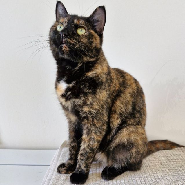 Photo of C1300 Gypsy