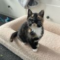 Photo of Rayne