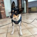 Photo of Samba