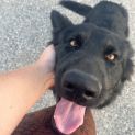 Photo of Baloo