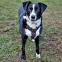 Photo of Willow