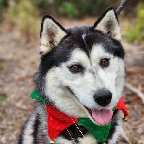 🌪 Spiro 5596 🌪