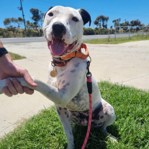 No photo for Brentford