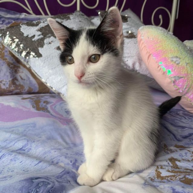 Photo of White Chocolate 