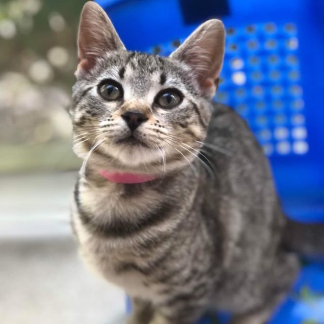 Photo of Latte (Located In Mooroolbark)