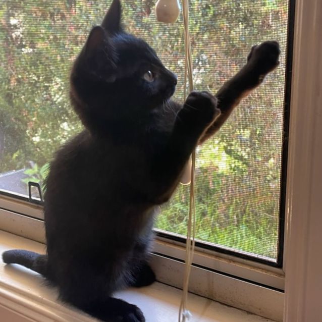 Photo of Arthur  Male Kitten