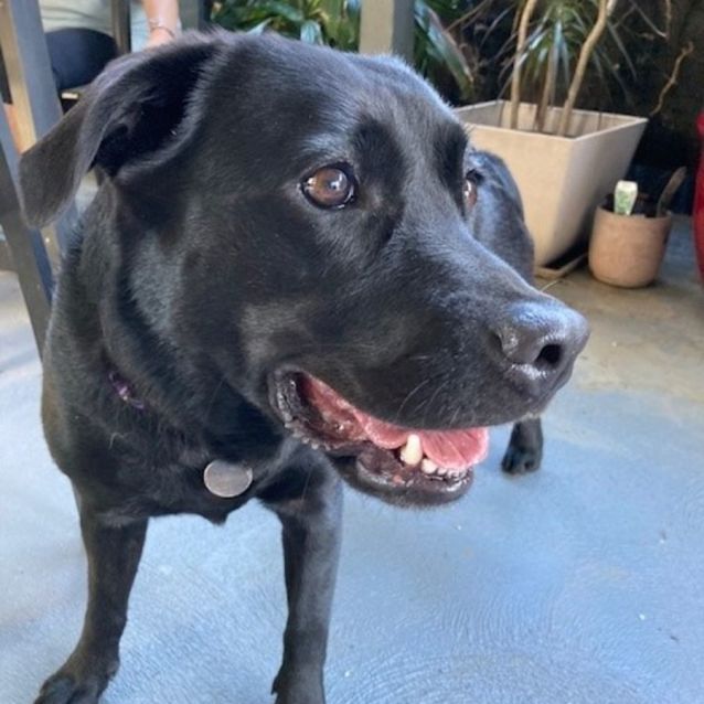 Photo of Ruby