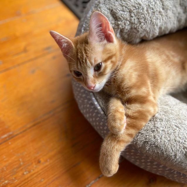 Photo of Dennis ^^Dandy Cat Rescue^^