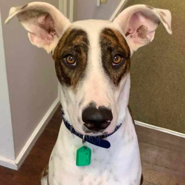 Photo of Huckleberry Finn 