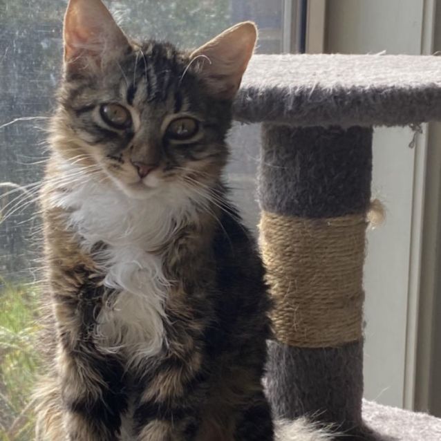 Photo of Stormy Meet Me@Petstock Chelsea