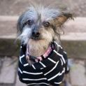 Photo of Tillie & Aisla Chinese Crested
