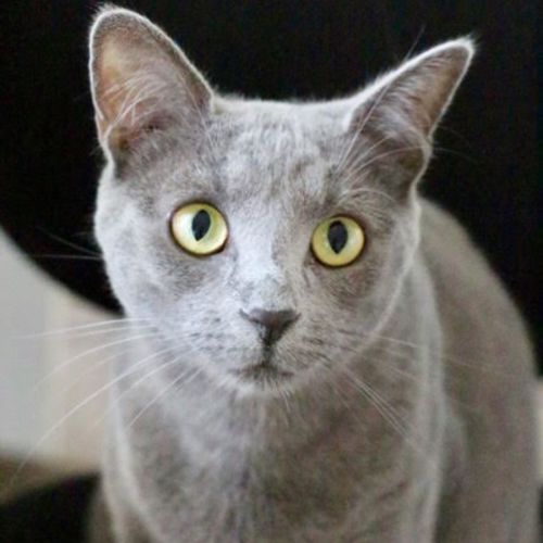 Mia- 9 Month Old Female (on trial 22/01/21)