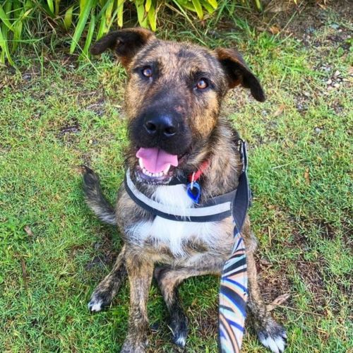Buddy ~ 2yr Old Wolfhound X(On trial 2/7/22)