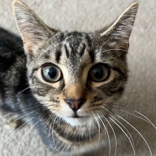 Bee ~ Adopt me @ Petstock Chelsea 19/03/23