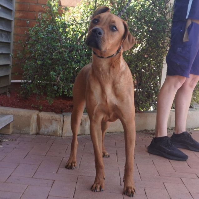 Photo of Huckle