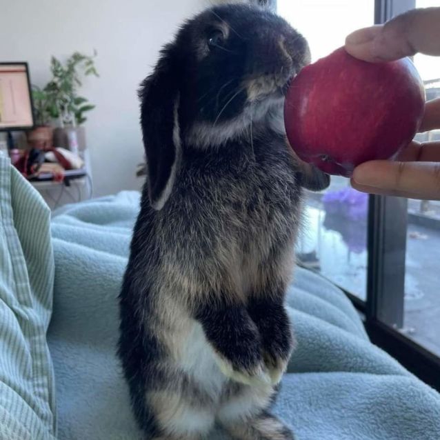 Photo of Mowgli (Located In Altona Meadows)