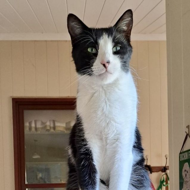 Photo of Felix