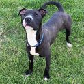 Photo of Shamrock