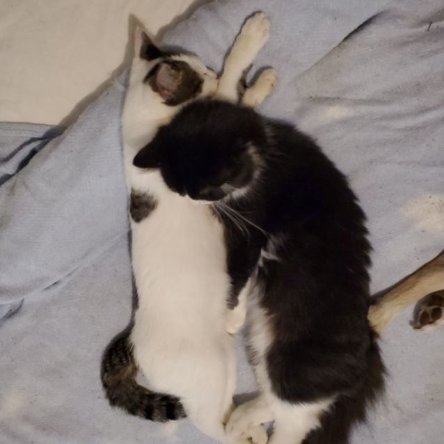 Photo of Rice Pudding. Loves Dog, Cats, Kids!