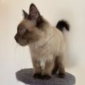 Photo of Simon (Kitten)