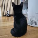 Photo of Shadow ^Dandy Cat Rescue^