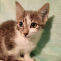 Photo of Autumn **2nd Chance Cat Rescue**