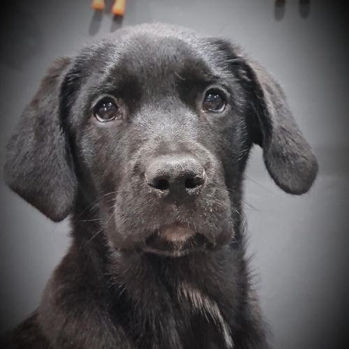 Cinder ~ Tibetan Mastiff X Puppy(On Trial 8/12/21)
