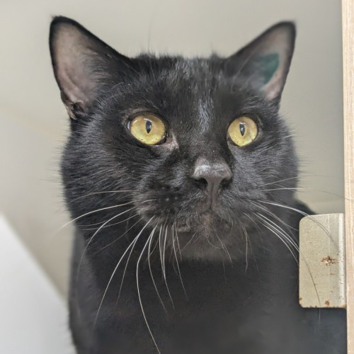 🕶 Panther 6327 🕶