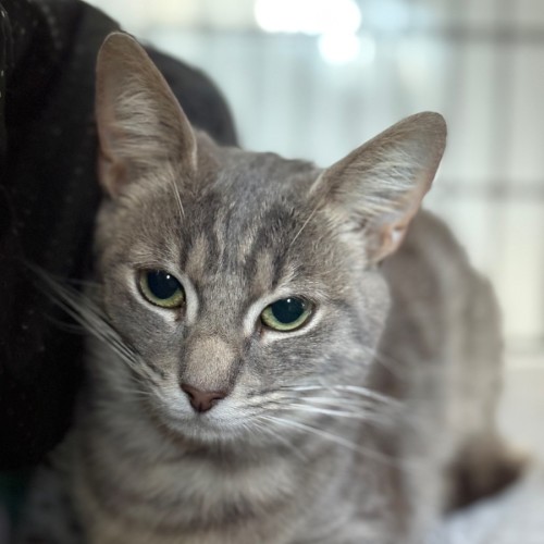 Talia **2nd Chance Cat Rescue**