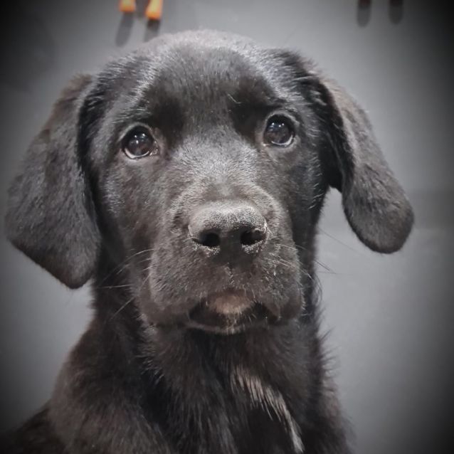 Photo of Cinder ~ Tibetan Mastiff X Puppy(on Trial 8/12/21)