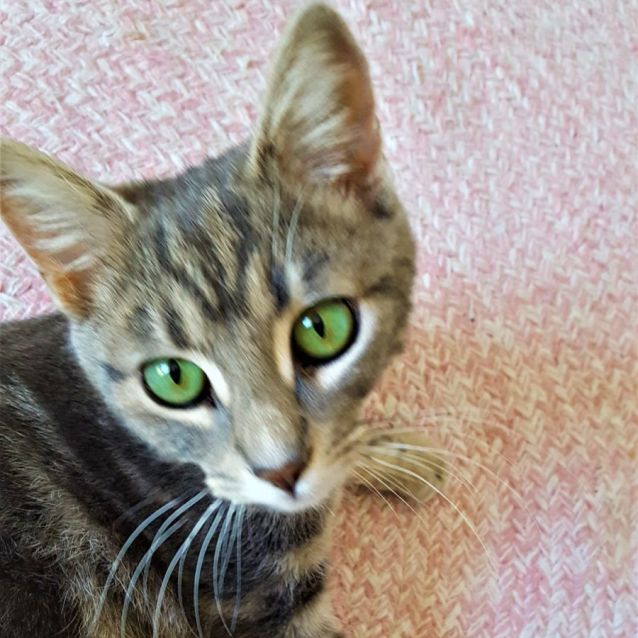 Photo of Nova ^^Dandy Cat Rescue^^