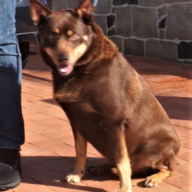 Photo of Rusty