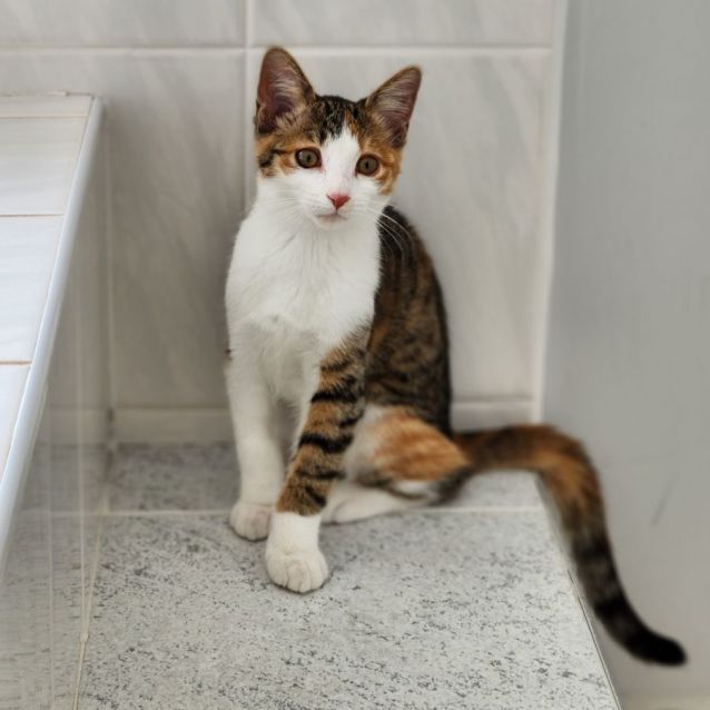 Photo of Cherub ^^Dandy Cat Rescue^^