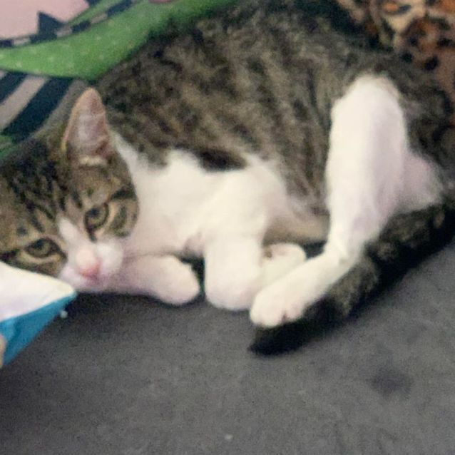 Photo of Georgie