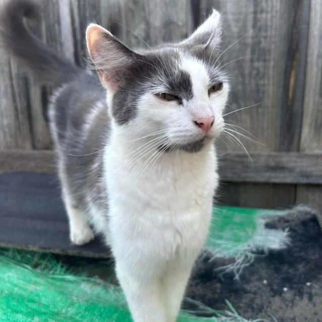 Photo of Seamstress ^Dandy Cat Rescue^