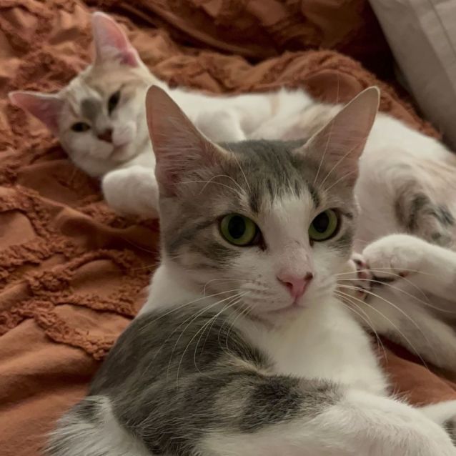 Photo of Freyr & Athena