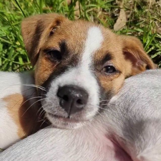 Manhattan Small Male Jack Russell Terrier Mix Dog in VIC PetRescue