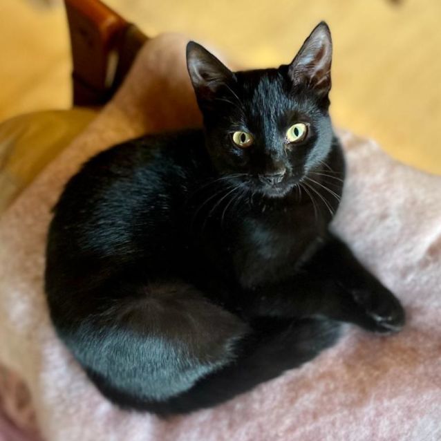 Photo of Darling Dior The Purrrrfect Kitten