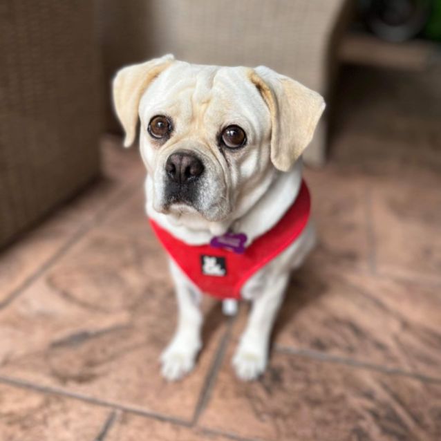 Photo of Creamy  Jack Russell X Pug (Jug)