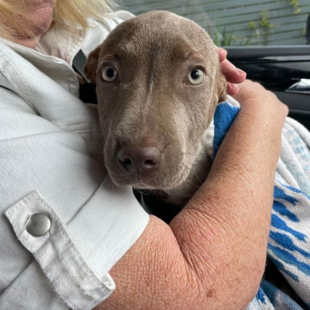Photo of Milo