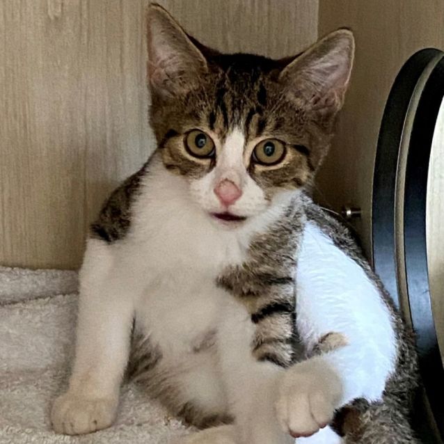 Photo of C1288 Parky